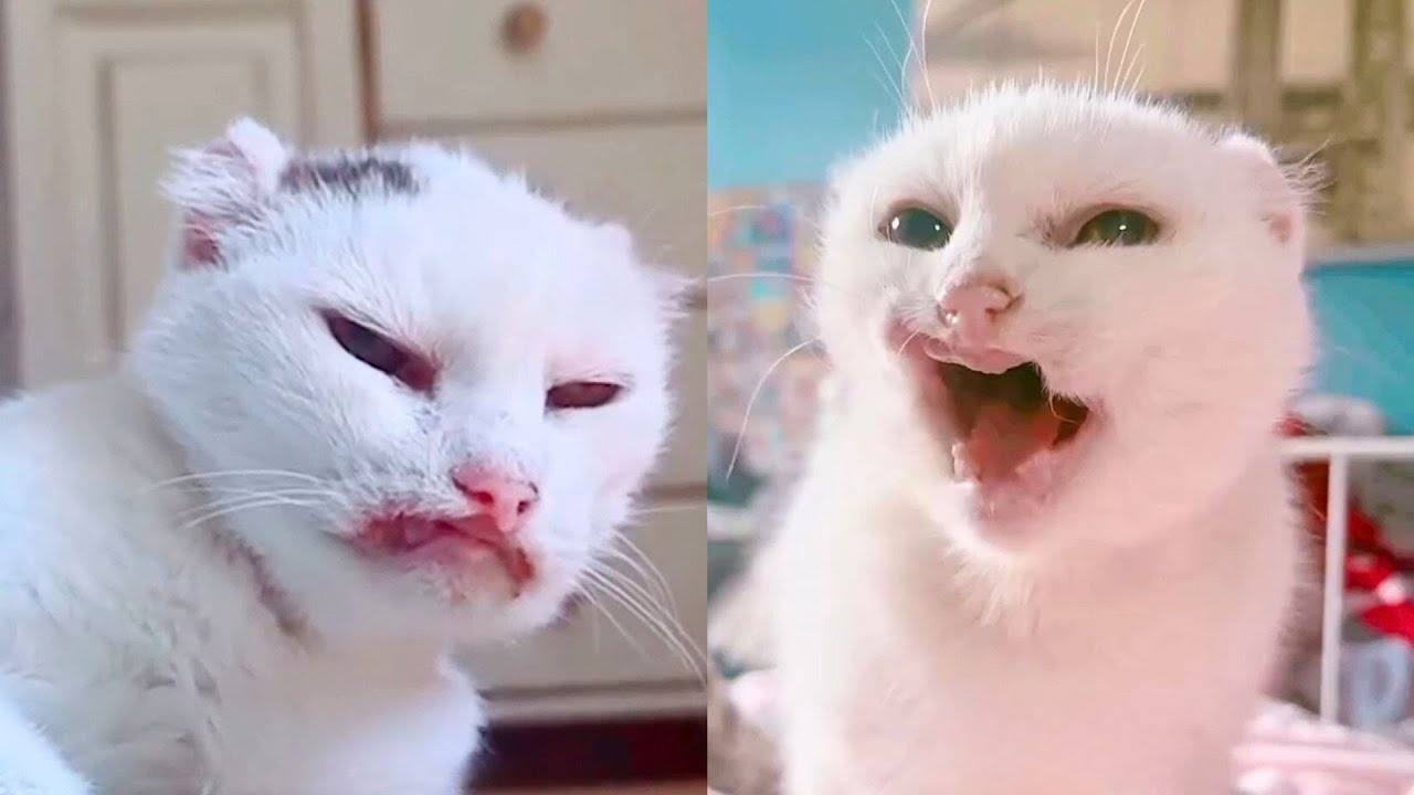 This Disabled Cat Became a Pampered Queen in Her New Home