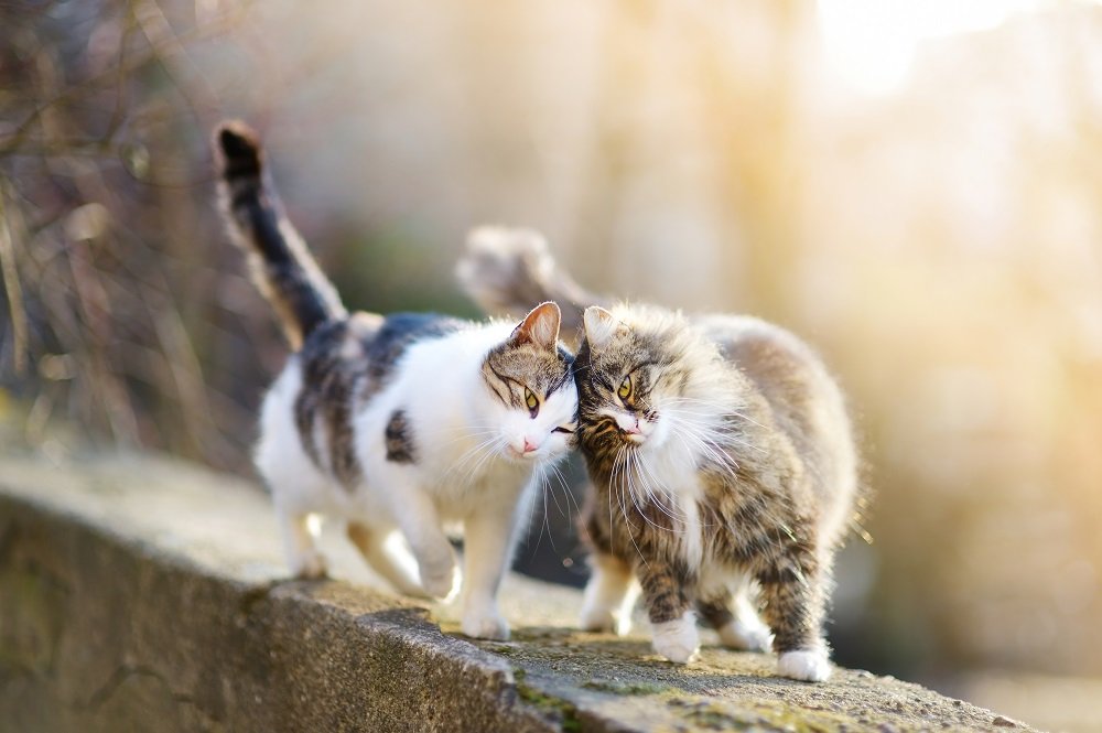 Two cats walking along a wall while rubbing heads.