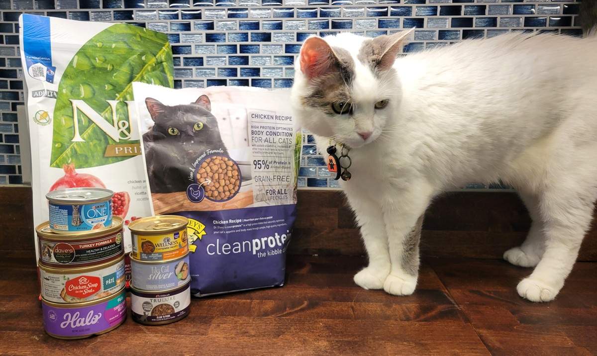 Best Cat Foods for Senior Cats featured image