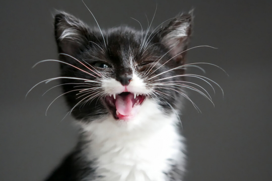 10 Surprising Facts About Cat Whiskers