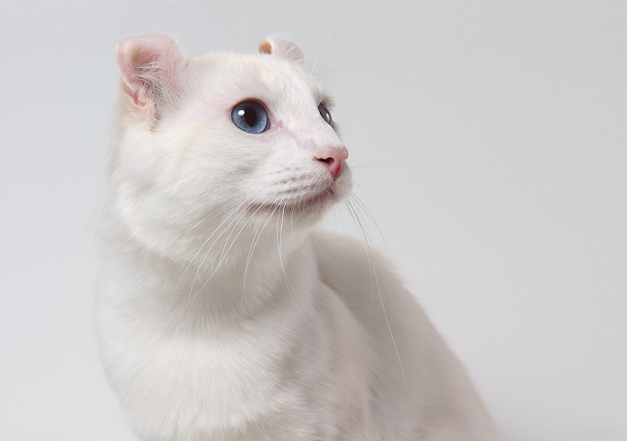 Portrait of american curl cat with blue eyes