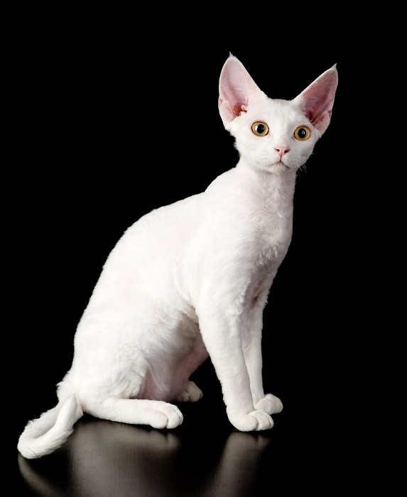 white devon rex cat.