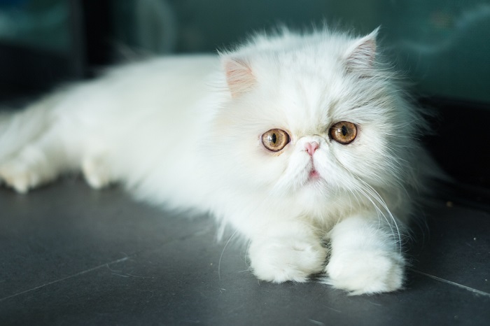 The Exotic Shorthair is a breed of cat developed to be a short-haired version of the Persian.
