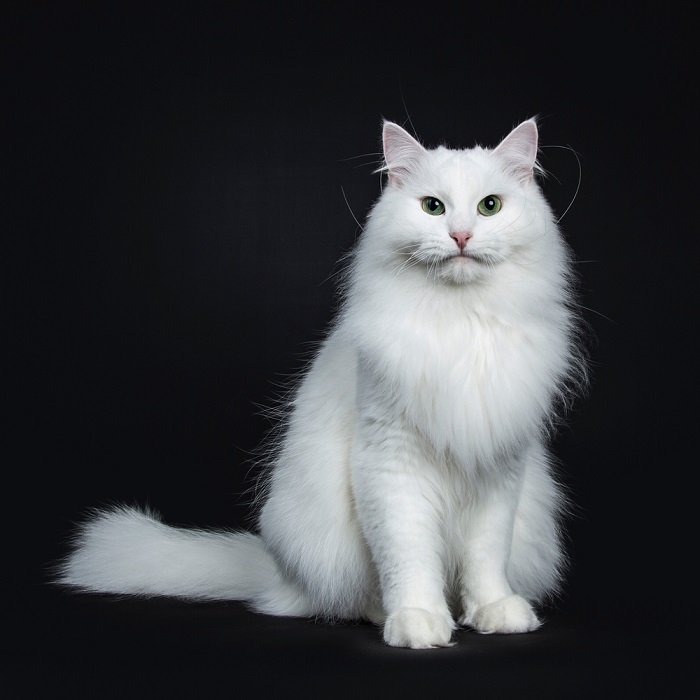 Impressive solid white Siberian cat sitting facing front isolated on black background looking straight in camera and tail beside body
