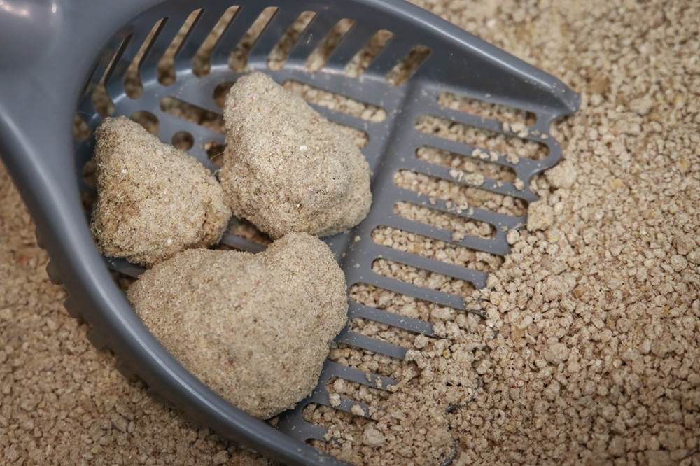 World's Best Cat Litter Multiple Cat Unscented