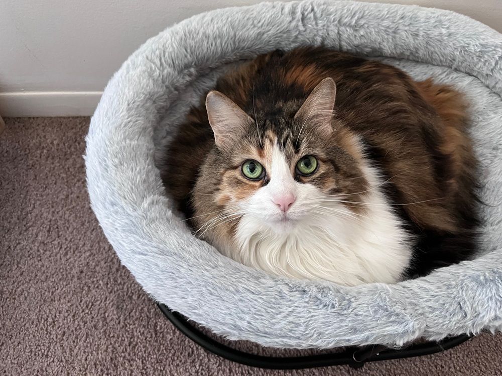 Zoratoo Elevated Cat Hammock Bed